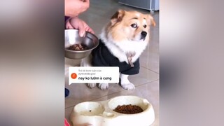 Trả lời  không bỏ được đâu😂😂😂thucung dog chuchodethuong