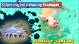 ANG MGA BABOY DAGAT NA NAGSISILBING VACUUM CLEANERS SA SAHIG NG KARAGATAN | THE SEA PIG | Tenrou21