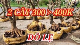 📞 NGUYÊN 0332333910 PHÔI MAI ĐẾ ĐẸP 2 CÂY CHỈ 300-400K BAO SỐNG BAO SHIP 30/05/2024 | BẾN TRE ƠI