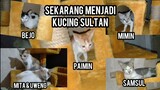 Reaksi Kucing Jalanan Yang Di Rescue Pertama Nyobain Cat Condo Lucu Banget..!