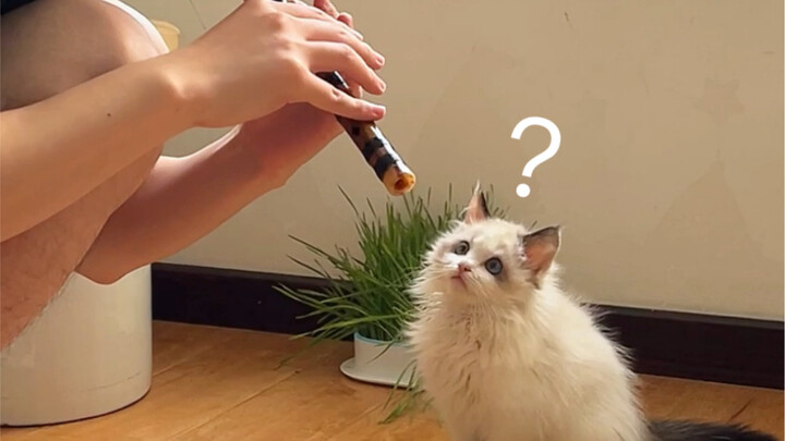 Meow: What the hell are you blowing?