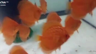 DISCUS FISH