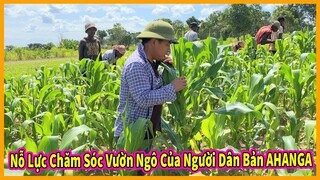 Bản Ahanga Tập 10 || Nỗ Lực Chăm Sóc và Tiếp Thu Ký Thuật Tốt Của Người Dân Bản Địa