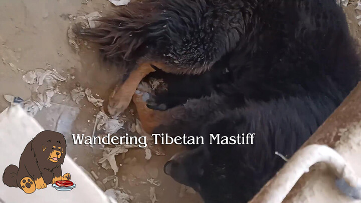Tibetan Mastiff Li Daniu di Gunung Tambang: Sudah lahir