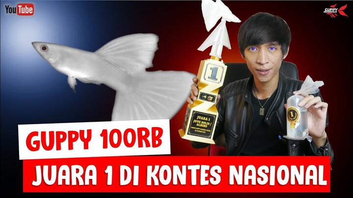 GUPPY MURAH JUARA 1 KONTES NASIONAL BATAM