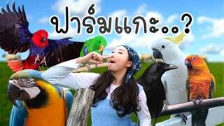 ฟาร์มแกะ...? EP.171