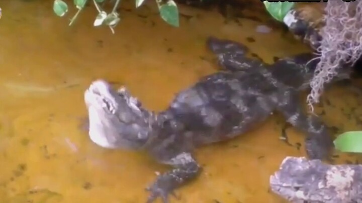 Alligator เป็นจระเข้ที่กว้างที่สุดและทนทานที่สุด! น่ารักมาก น่ารักมาก ถ้าไม่มองจะโกรธนะ!