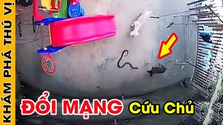 🔥 Chú Chó Đại Chiến Với Con Rắn Hổ Mang Để Bảo Vệ Chủ Nhân Và Cái Kết Đẫm Nước Mắt | Khám Phá Thú Vị