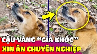 Con sen cạn lời với Cậu Vàng 'GIẢ KHÓC' không khác gì diễn viên và 'SỰ THẬT' đằng sau 😅 Gâu Đần