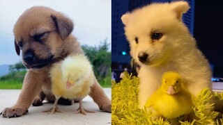 The Cutest Animals In The World | Cutest Baby Animal Videos Ever | Cute And Funny Pets