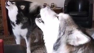 Klee Kai: Expectations vs Realty ilooklike husky kleekai singing #