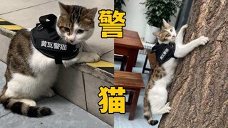 我寻思着一只猫能有多牛，直到我发现人家不但有编制，名字还好听