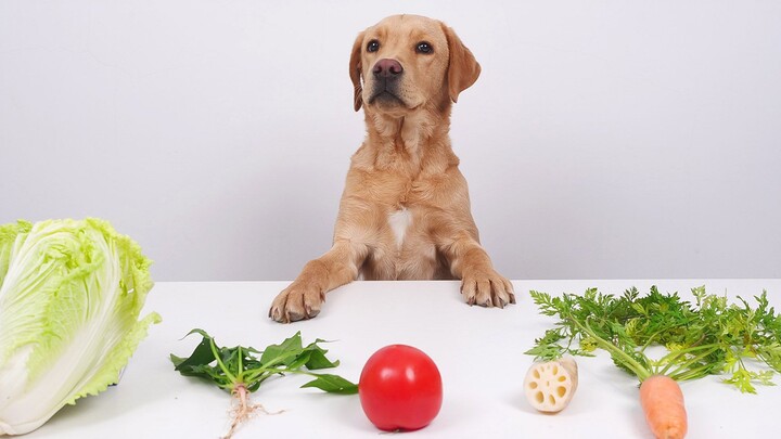 Seekor Anjing Vegetarian