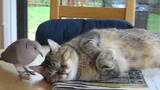 Mèo|Chim bồ câu trêu chọc bé mèo đang say ngủ