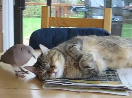 Mèo|Chim bồ câu trêu chọc bé mèo đang say ngủ
