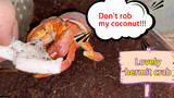 Feed a piece of coconut to the hermit crab