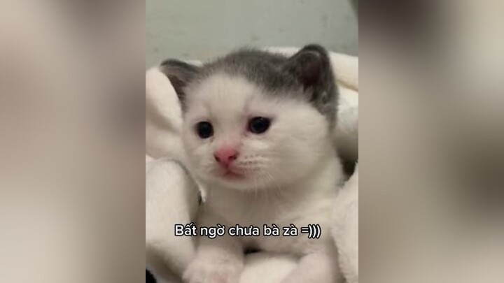 Thay đổi nè bà zà mèo cat funny xuhuong2022 tiktokshop