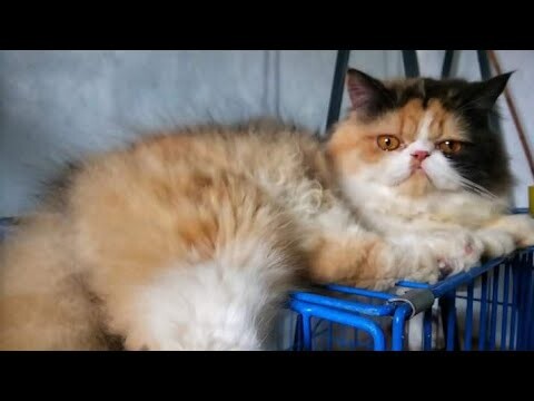 How to remove matted fur/knots on cats|| How to groom at home with flea away powder