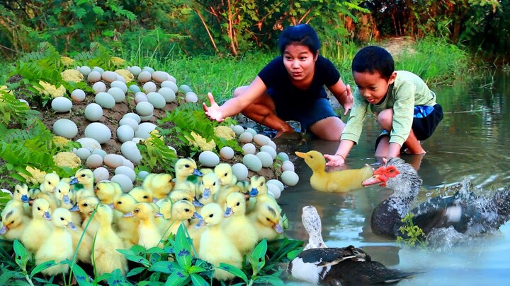 Finding Vegetables duck egg for food - Steamed Egg Duck Eating delicious