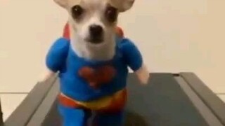 Super Dog