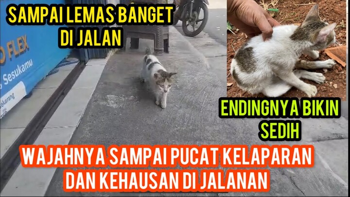 ANAK KUCING SEGINI BISA SETRUK KELAPARAN DAN KEHAUSAN SAMPAI GAK PUNYA TENAGA..!