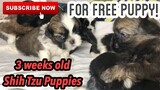 3 weeks old shih tzu puppies | Super Marcos