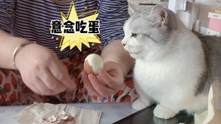 当我妈在家帮我养猫…我似乎看到了儿时被投喂的我~