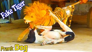 Fake tiger prank real dog very funny action 2021