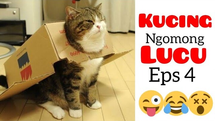 Kucing lucu bikin ngakak|video lucu kucing ngomong #4