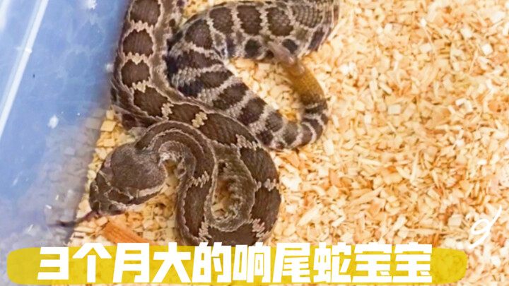 【响尾蛇】响尾蛇宝宝毒性有多强？来看看捕食记录就知道了