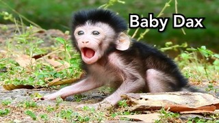 No Cry Breaking Heart! How To Cute Adorable Baby Monkey Dax Open Big Mouth and Strong Walking