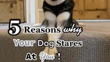 does your dog stare at you a lot? For more details, hit the link in our bio! 👀 LearnOnTikTok dogbehavior dogs kleekai