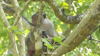 What Wrong Jane After Give Birth Today, She Look Still Hurt & Tired Now, May She Need Food For Power