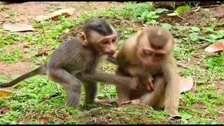 Pitiful Monkey Sok Was Released By Human Much Day Ago,This Orphan Monkey HAS One Eye Working