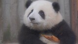 [Panda] Hua Hua seperti boneka