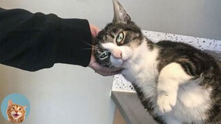 Cats Like to Be Petted - Funny Pets Reaction Videos | MEOW