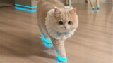 My cat wears light-up shoes