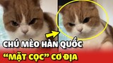 Chú mèo Hàn Quốc có gương mặt "CỌC CƠ ĐỊA" siêu đặc biệt 😂 | Yêu Lu