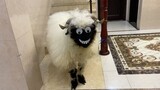Khi chú cừu mặt đen gặp nhân vật bí ẩn nổi tiếng trên mạng
