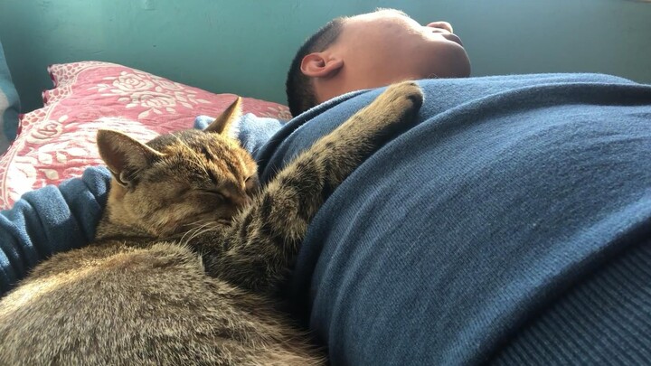 Jika lelah, tidurlah di bawah matahari sambil memeluk kucing.