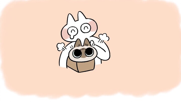 [แมวสยาม Xiaodoumu] แอนิเมชั่นที่เก้าของ Xiaodoumu ถูก "มัด" (ครั้งต่อไปฉันจะใช้ทรายแมวแน่นอน)