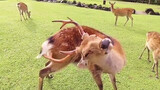 Crazy actions in the animals' world