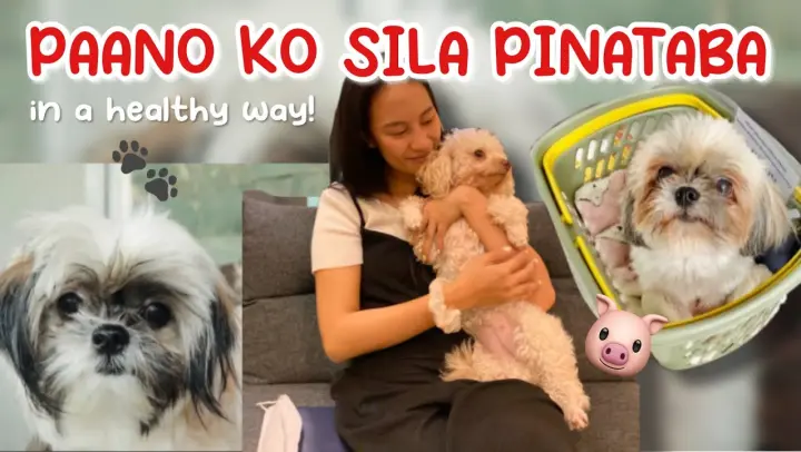 PAANO PATABAIN ANG SHIH TZU | HEALTHY FOODS AND TIPS FOR PICKY EATER SHIH TZU
