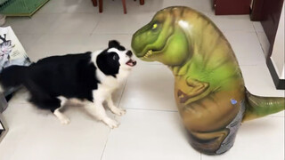 Peliharaan Imut|Saat Border Collie dan Husky Bertemu Mainan Roly-Poly