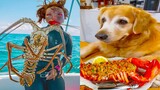 Thú Cưng TV | Gâu Đần và Bà Mẹ #55 | Chó Golden Gâu Đần thông minh vui nhộn | Pets cute smart dog