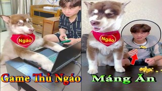 Dương KC | Ngáo Husky Troll Bố #11 | chó thông minh đáng yêu | cute smart dog pet | Thú Cưng TV