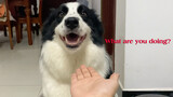 Lihat reaksi anjing jika kita taruh tangan di depannya!