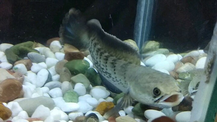 chana Stewarti karbialong