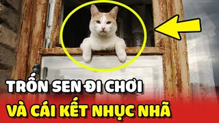 "LEO RÀO" trốn đi chơi, bé mèo bị CHÓ RƯỢT về tới tận nhà 😂 | Yêu Lu