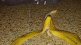 when pisang....